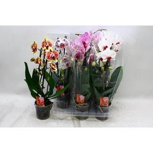 PHAL EL CASCADE