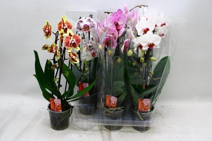 <h4>PHAL EL CASCADE</h4>