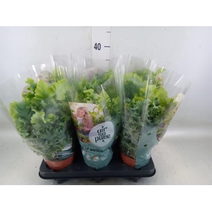 Phlebodium aureum 'Davana'