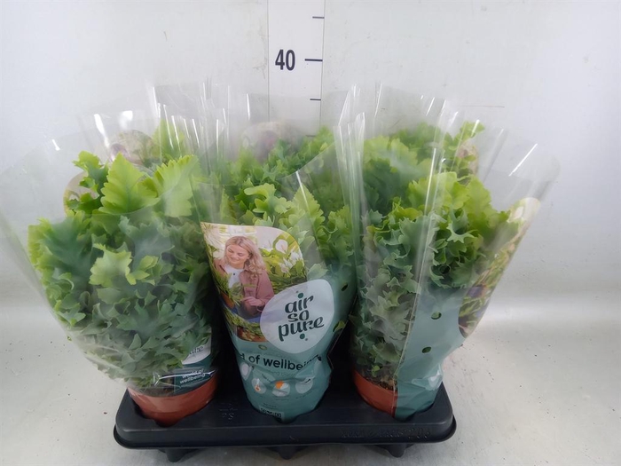 <h4>Phlebodium aureum 'Davana'</h4>