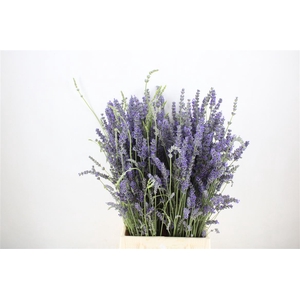 Lavendel Per Bos