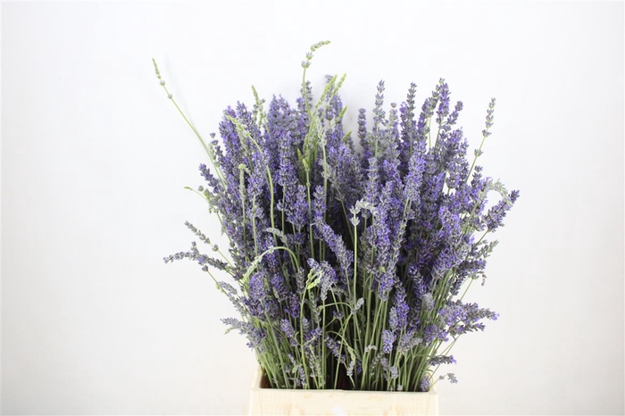 Lavendel Per Bos