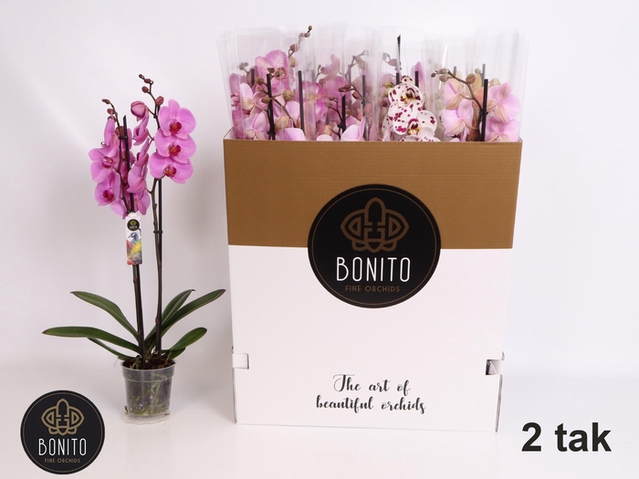 <h4>PHAL GEM 7 KL</h4>