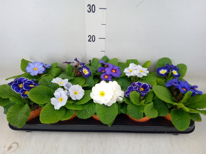 <h4>Primula ac.   ...</h4>