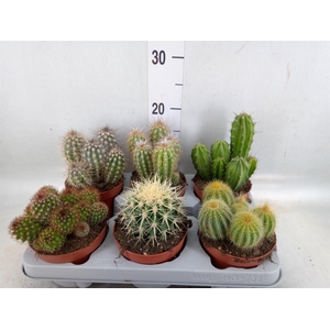 Cactus   ...mix