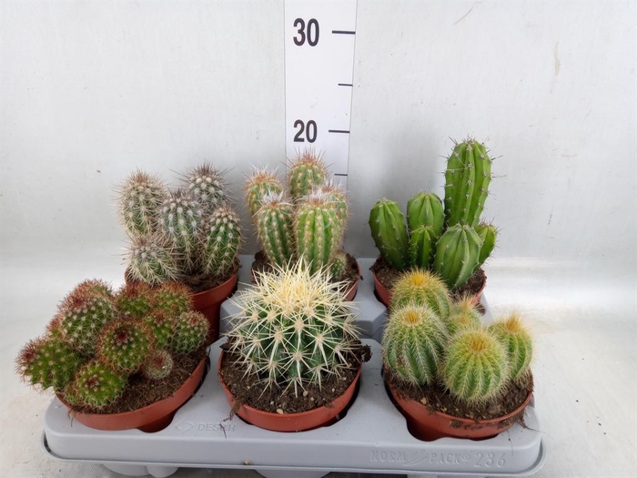 <h4>Cactus   ...mix</h4>