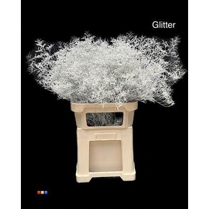 Limonium White + Glitter Bio