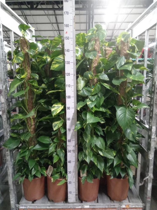 <h4>Epipremnum pinn. ...moss stick</h4>