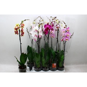 PHAL GEM
