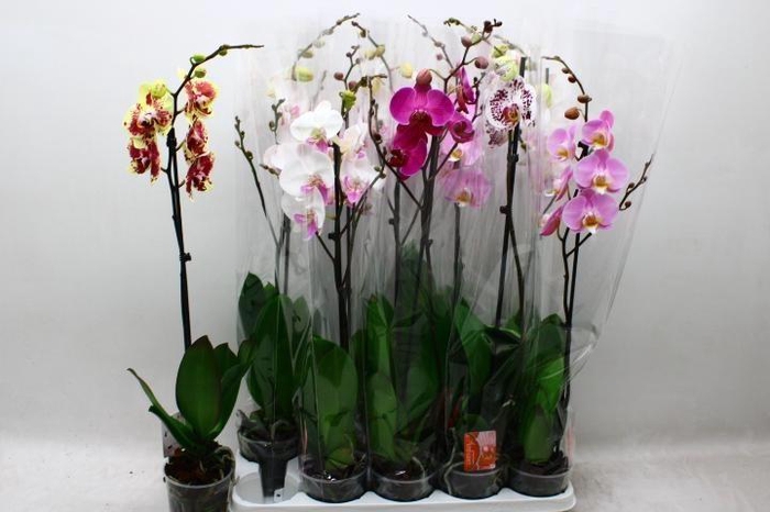 <h4>PHAL GEM</h4>