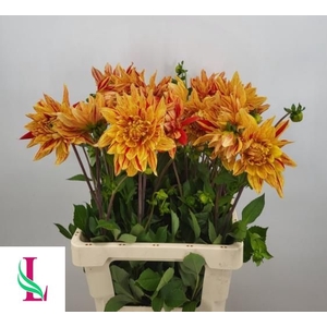 Dahlia Striped Vulcan Linden