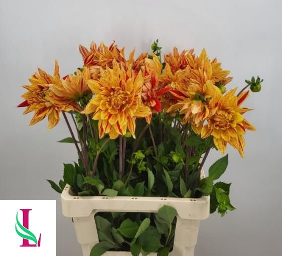 <h4>Dahlia Striped Vulcan Linden</h4>