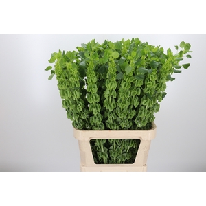 Moluccella Overig