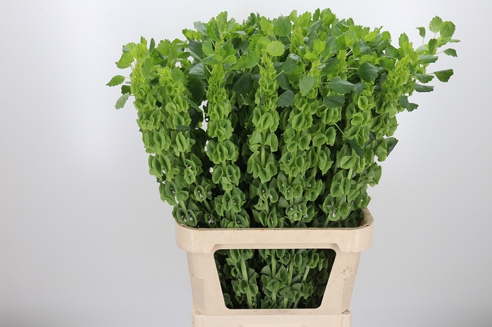 <h4>Moluccella Overig</h4>
