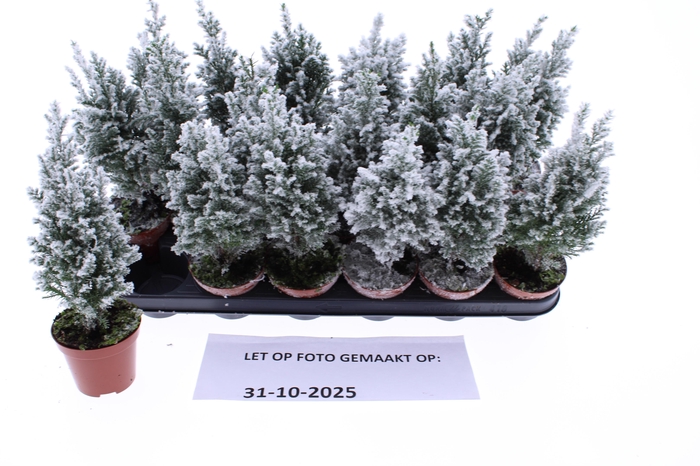 <h4>CHAM L ELLWOODII</h4>