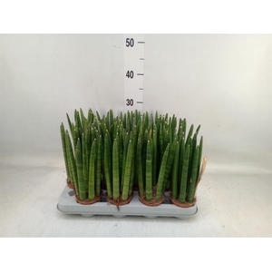 Sansevieria cyl.  ...