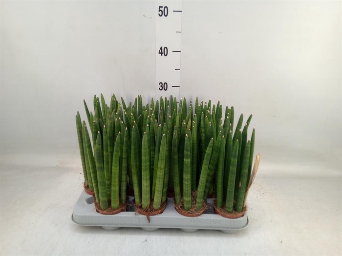 <h4>Sansevieria cyl.  ...</h4>