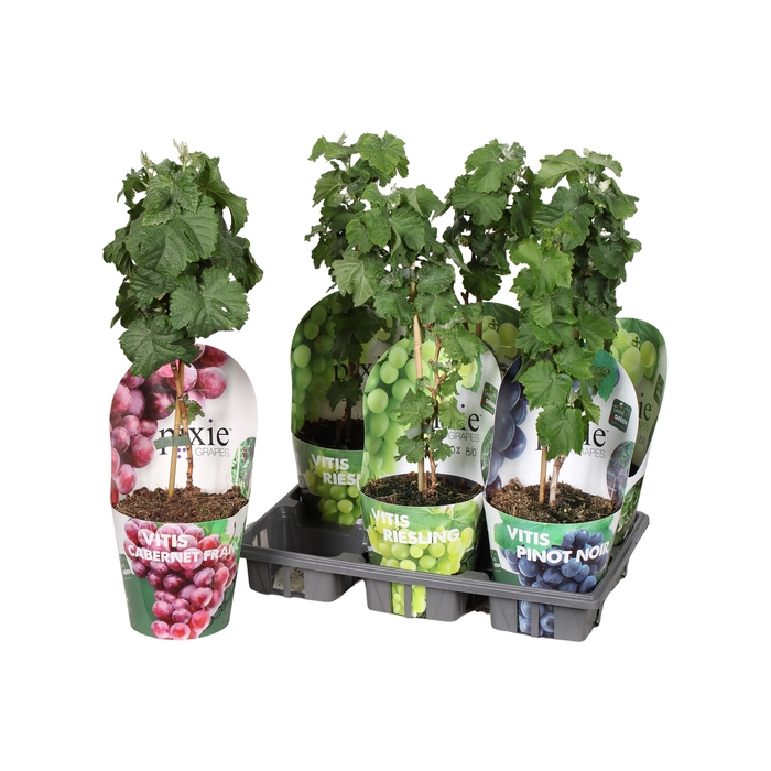 <h4>VITIS VINIFERA</h4>