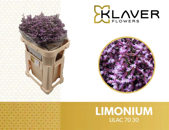 <h4>LIM SAF LILAC 70 30</h4>