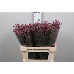 Lim Sin Tiffany Diamond