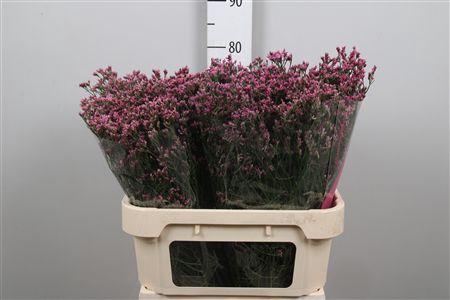 <h4>Lim Sin Tiffany Diamond</h4>