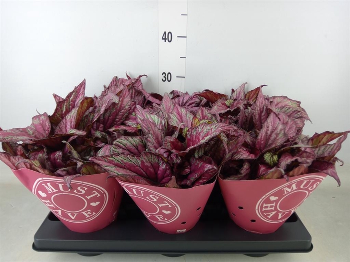 <h4>Begonia BD 'MagicColours Lambada'</h4>