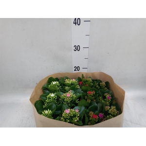 Kalanchoe blos.   ..