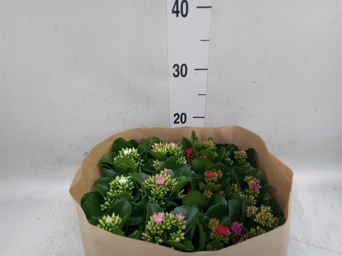 <h4>Kalanchoe blos.   ..</h4>