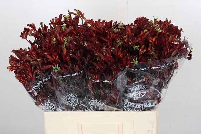 <h4>Kangaroo Paw Early Spring Indoor</h4>