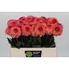 Dahlia Chanel