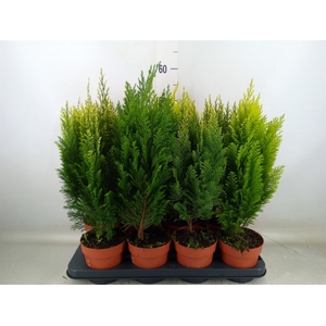 Conifers   ...mix