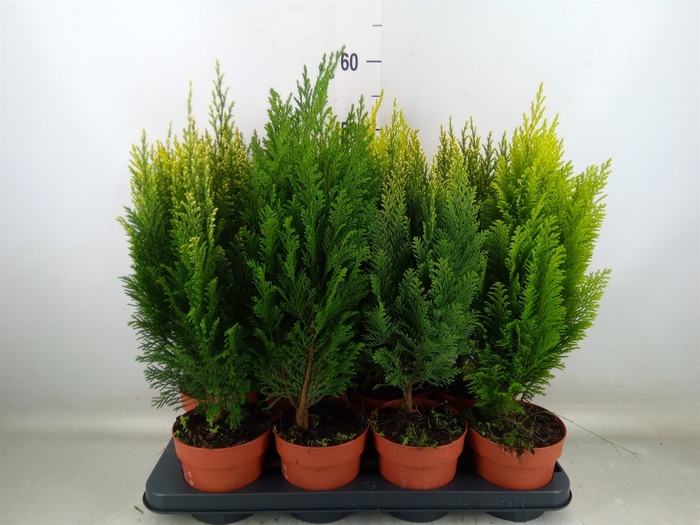 <h4>Conifers   ...mix</h4>