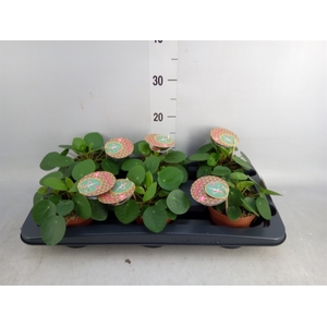 Pilea peperomoides