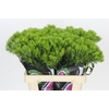 Dianthus Br Kiwi Mellow