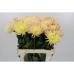 Dahlia Spider Zalm