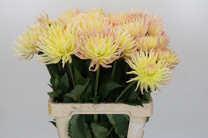 Dahlia Spider Zalm