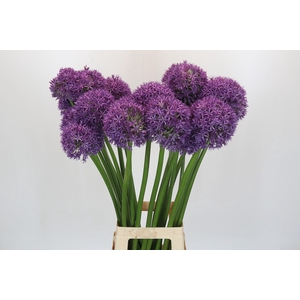 Allium Globemaster