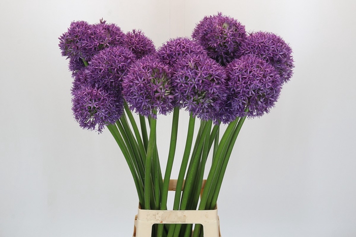 <h4>Allium Globemaster</h4>