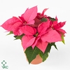 EUPH POINSETTIA MARS PINK P11