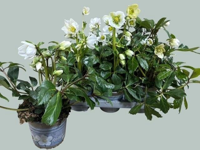 <h4>HELL NIGER P13 8+</h4>