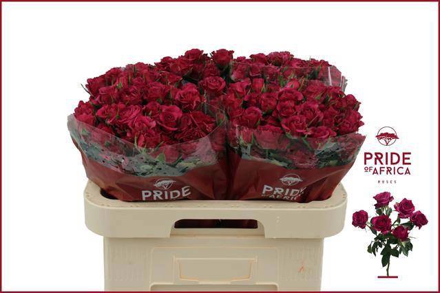 <h4>R TR CHEYENNE</h4>