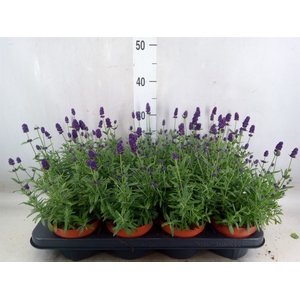 Lavandula angus. 'Hidcote'