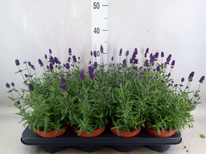 <h4>Lavandula angus. 'Hidcote'</h4>
