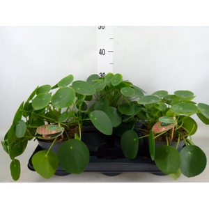 Pilea peperomoides