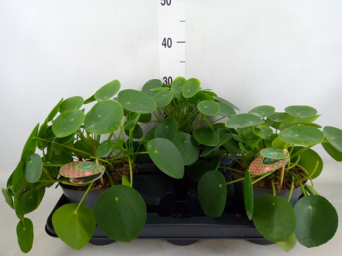 <h4>Pilea peperomoides</h4>