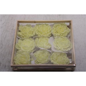 Wax Pioen Creme