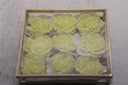 <h4>Wax Pioen Creme</h4>