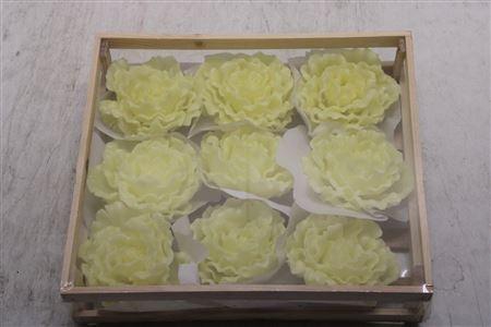 <h4>Wax Pioen Creme</h4>