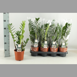 ZAMIO ZAMIIFOLIA