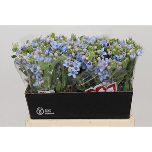OXY CO TAN PURE BLU